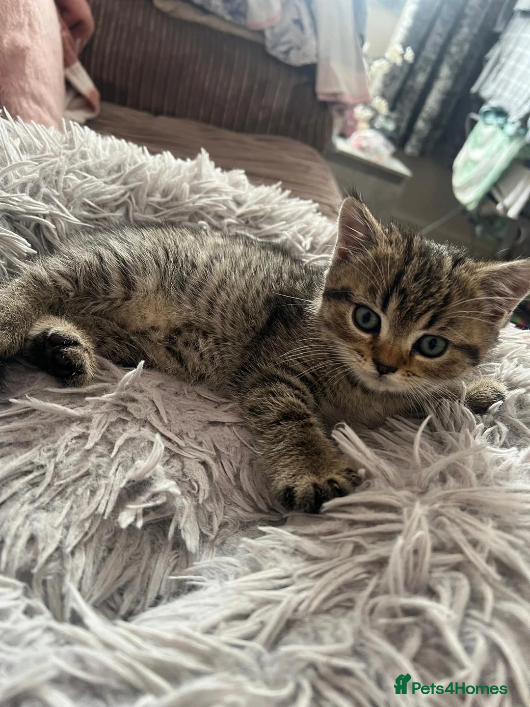 British Shorthair cats for sale: Chinchilla/British shorthair male kitten - Advert 2