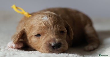 Cavapoo dogs - Advert 13