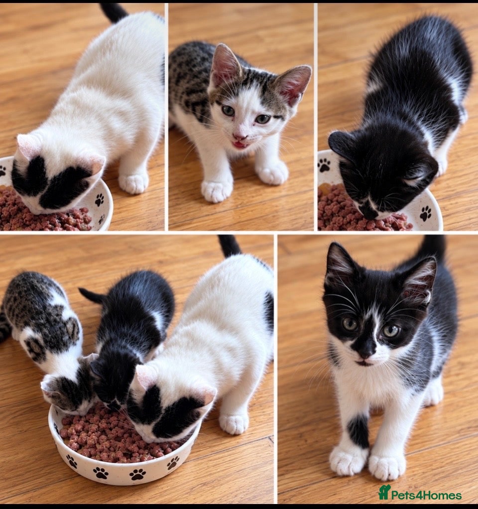Mixed Breed cats Kitten for sale  - Advert 1