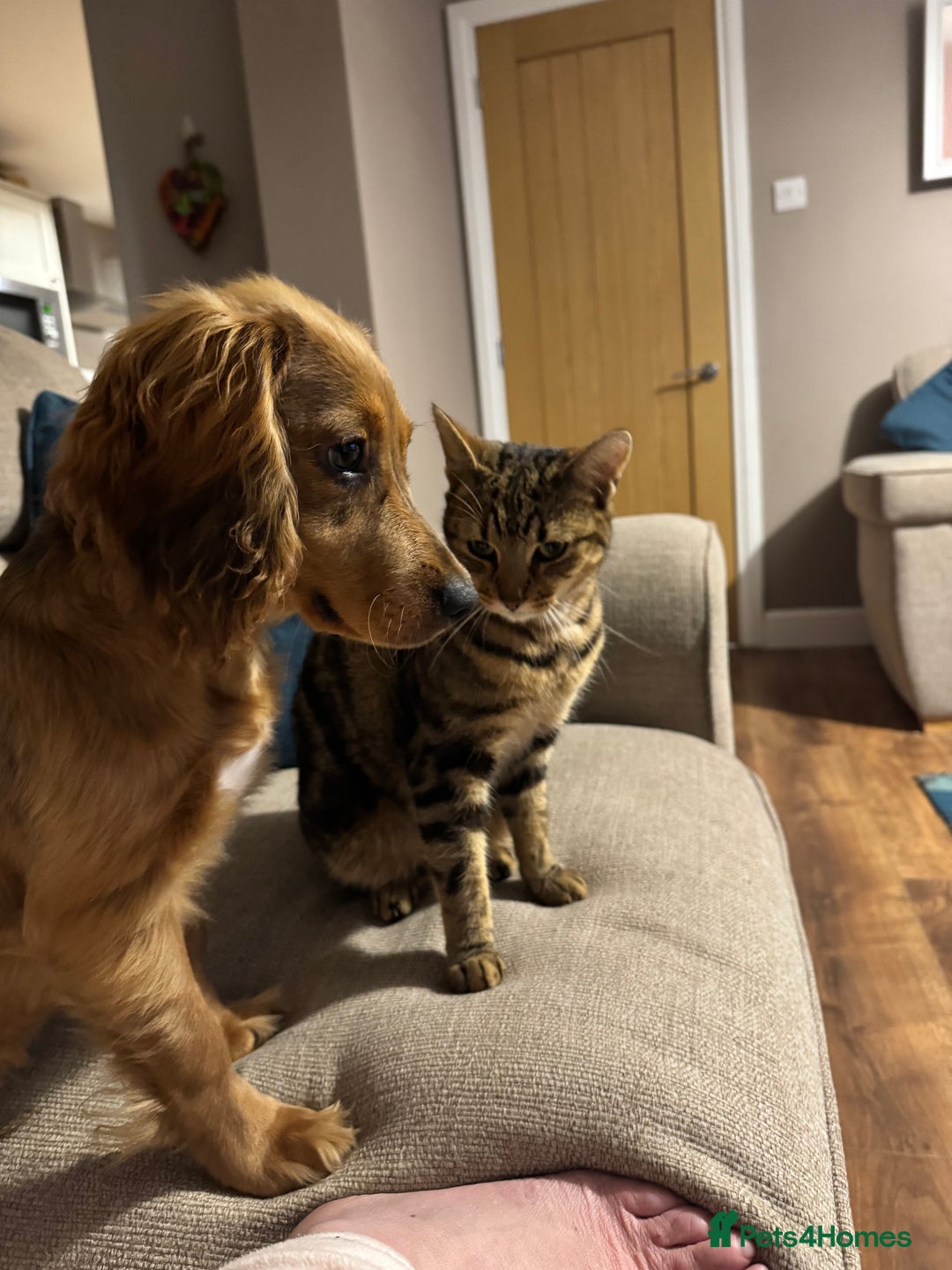 Cocker Spaniel dogs for sale: Forever Home Wanted for Our puppy, Bailey - Advert 4