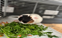 Guinea Pig rodents for sale: Guinea Pig looking for a new home  - Image 4
