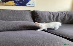 Khao Manee cats for sale: White Scottish fold mix - Image 3