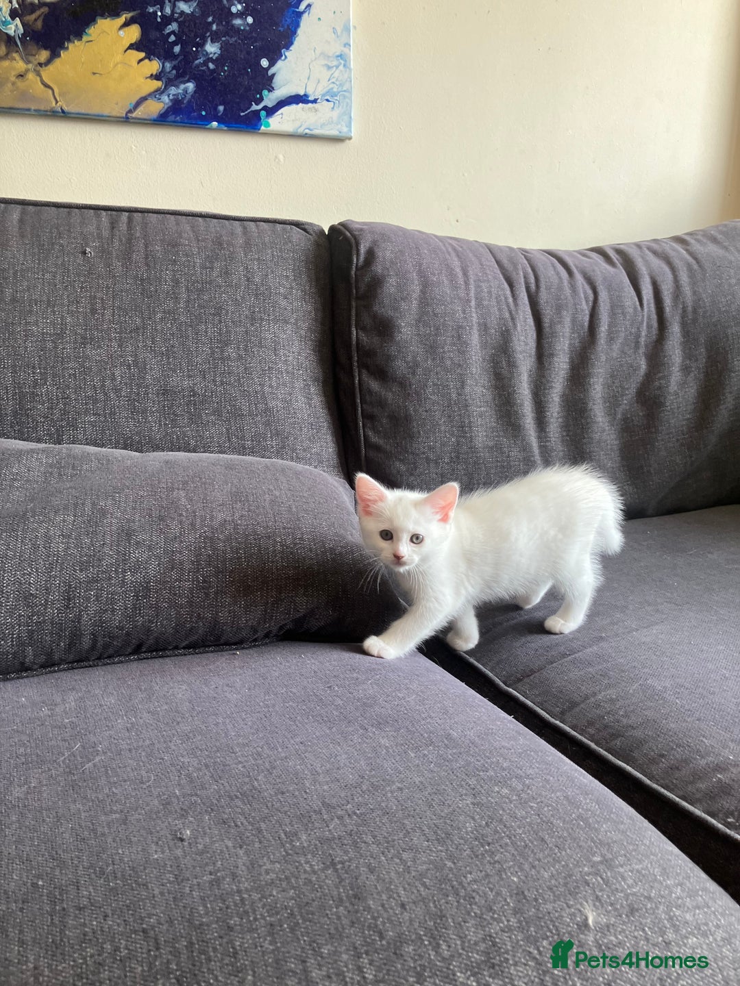 Khao Manee cats for sale: White Scottish fold mix - Image 3