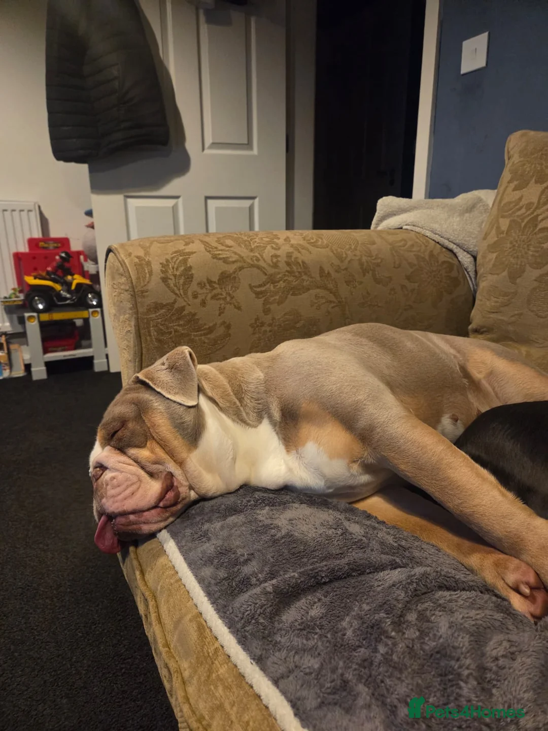 English Bulldog dogs for sale: Beautiful female English bulldog - Advert 3