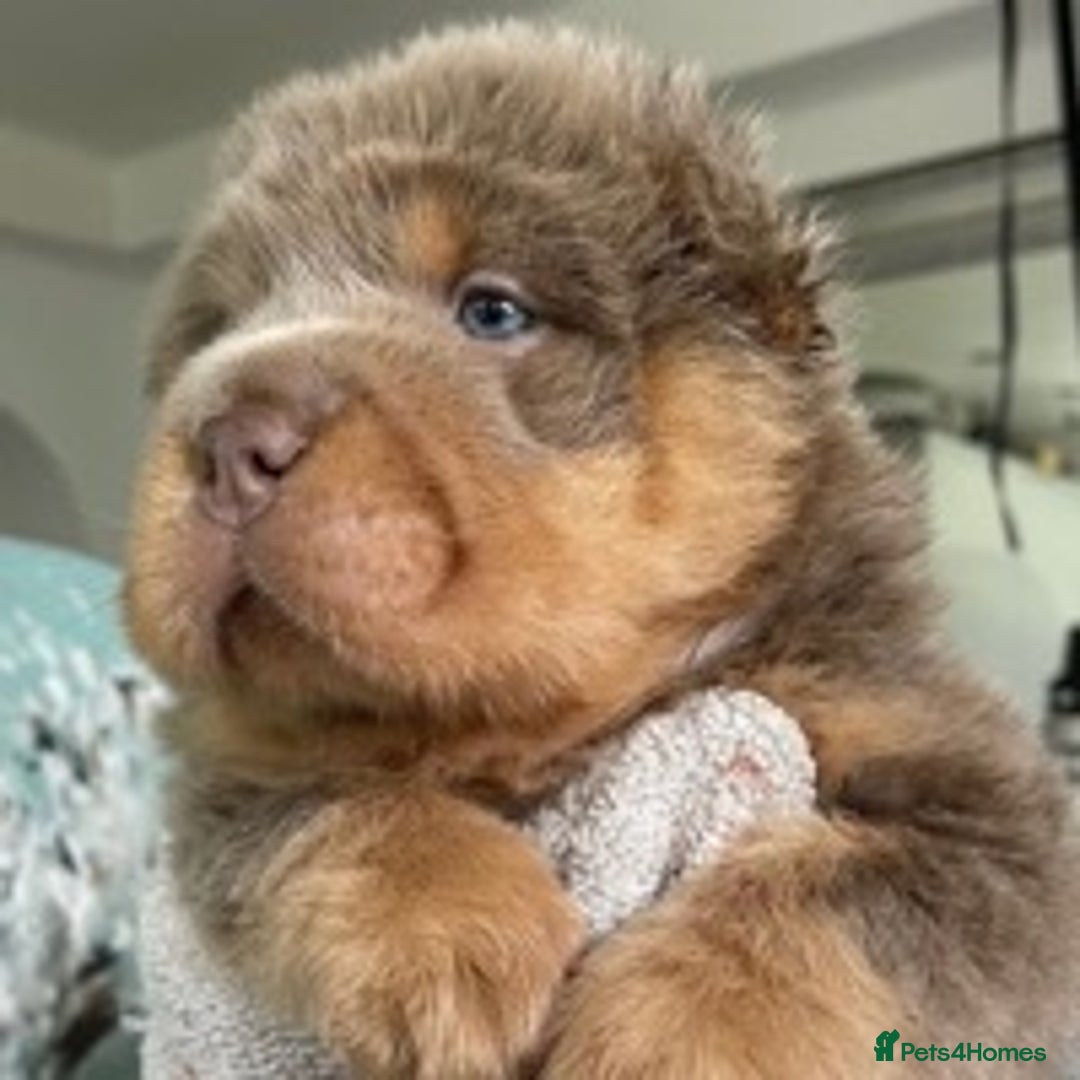 Shar Pei dogs for stud: TOP QUALITY -BEAUTIFUL BEARCOAT STUD in Wetherby - Image 9