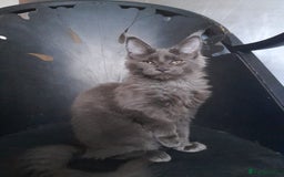 Maine Coon cats for sale: TICA 3 pedigree 3 girls 1 boy blue smoke/tabby - Image 5