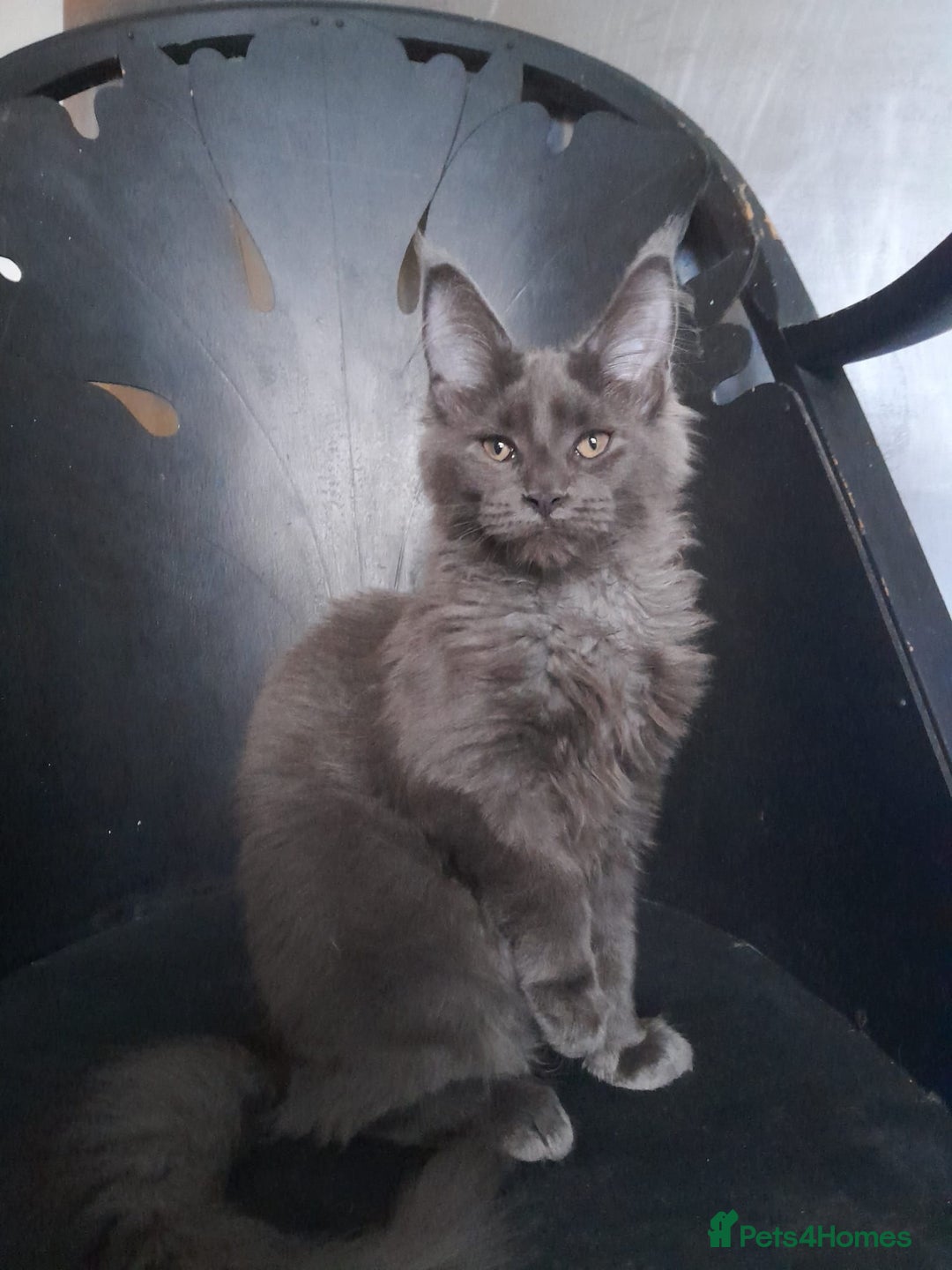 Maine Coon cats for sale: TICA 3 pedigree 3 girls 1 boy blue smoke/tabby - Image 5