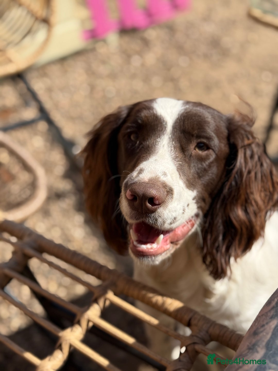 English Springer Spaniel dogs for sale: 1 year old KC registered English springer - Image 2