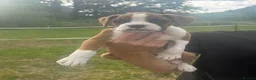 Boxer dogs for sale: Female Boxer Puppy - Advert 7