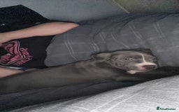 Staffordshire Bull Terrier dogs for sale: Blue  - Image 17