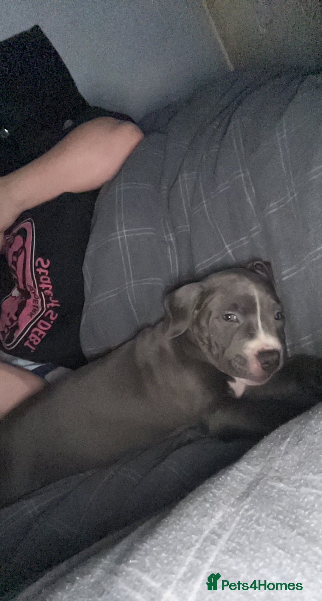 Staffordshire Bull Terrier dogs for sale: Blue  - Image 17