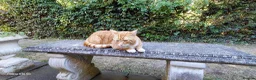 Bengal cats for sale:  Looking for a Loving Forever Home. Bengal/Calico - Advert 19