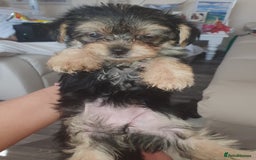 Morkie dogs for sale: Morkie puppies ready to leave  - Image 8