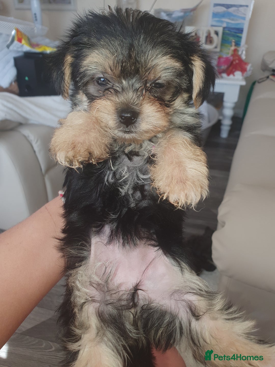 Morkie dogs for sale: Morkie puppies ready to leave  - Image 8