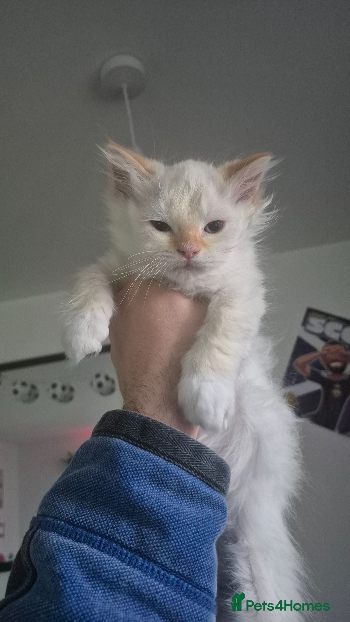 Ragdoll cats 1 beautiful Ragdoll kitten left-Ready to Leave Now - Advert 6