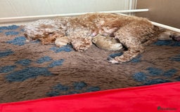 Cockapoo dogs for sale: Beautiful cockapoo puppies  - Image 10