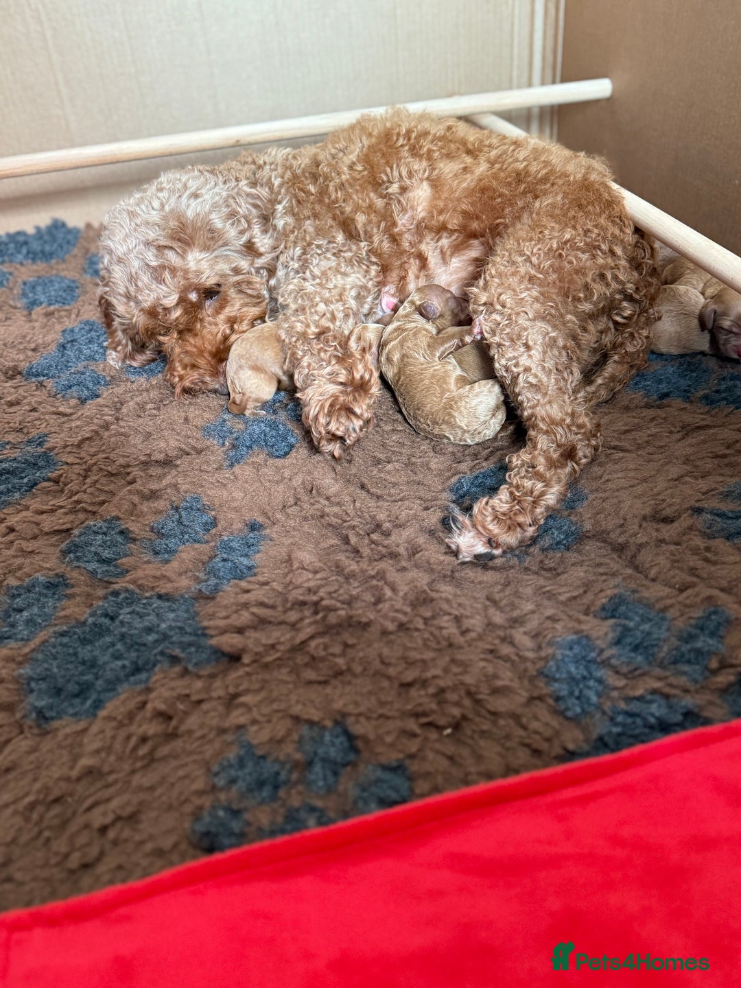 Cockapoo dogs for sale: Beautiful cockapoo puppies  - Image 10