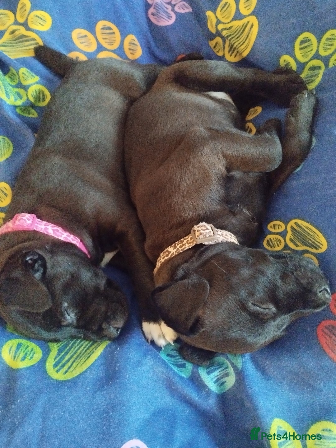 Patterdale Terrier dogs for sale: Patterdale Pups For Sale - Advert 4