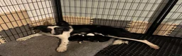 Border Collie dogs for sale: Border Collie Puppies  - Advert 2