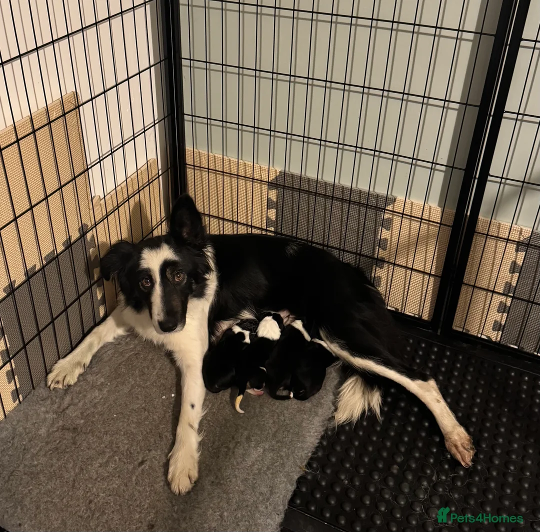 Border Collie dogs for sale: Border Collie Puppies  - Advert 2