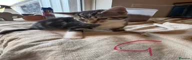 1 Tabby female with white legs