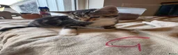 Mixed Breed cats for sale: 9 8week old kittens available - Advert 10