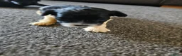 Shihpoo dogs for sale: Shihpoo puppies in Swadlincote - Advert 3