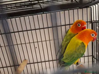 Lovebirds birds Love birds - Advert 1