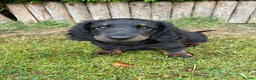Miniature Dachshund dogs for sale: Miniature long haired dachshunds  - Advert 2