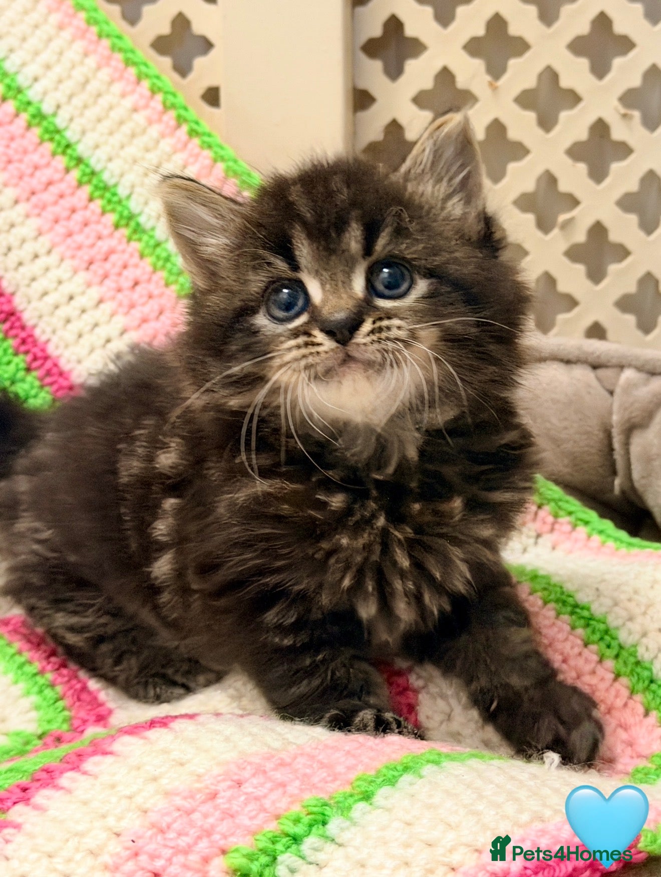 Mixed Breed cats 💖 MAINE COON X RAGDOLL *PARENTS HEALTH TESTED* 💖 - Advert 1