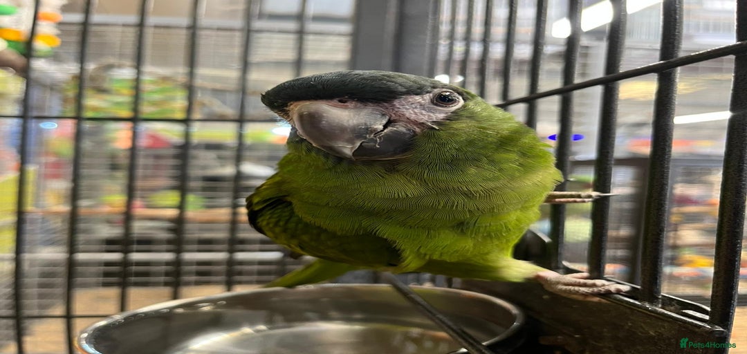 Gallery Image {{count}}