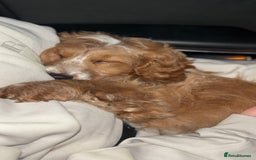 Cockapoo dogs for sale: Cockapoo puppies  - Image 3