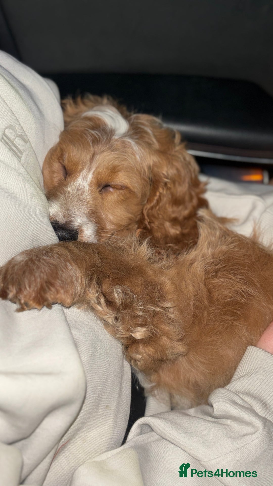 Cockapoo dogs for sale: Cockapoo puppies  - Image 3