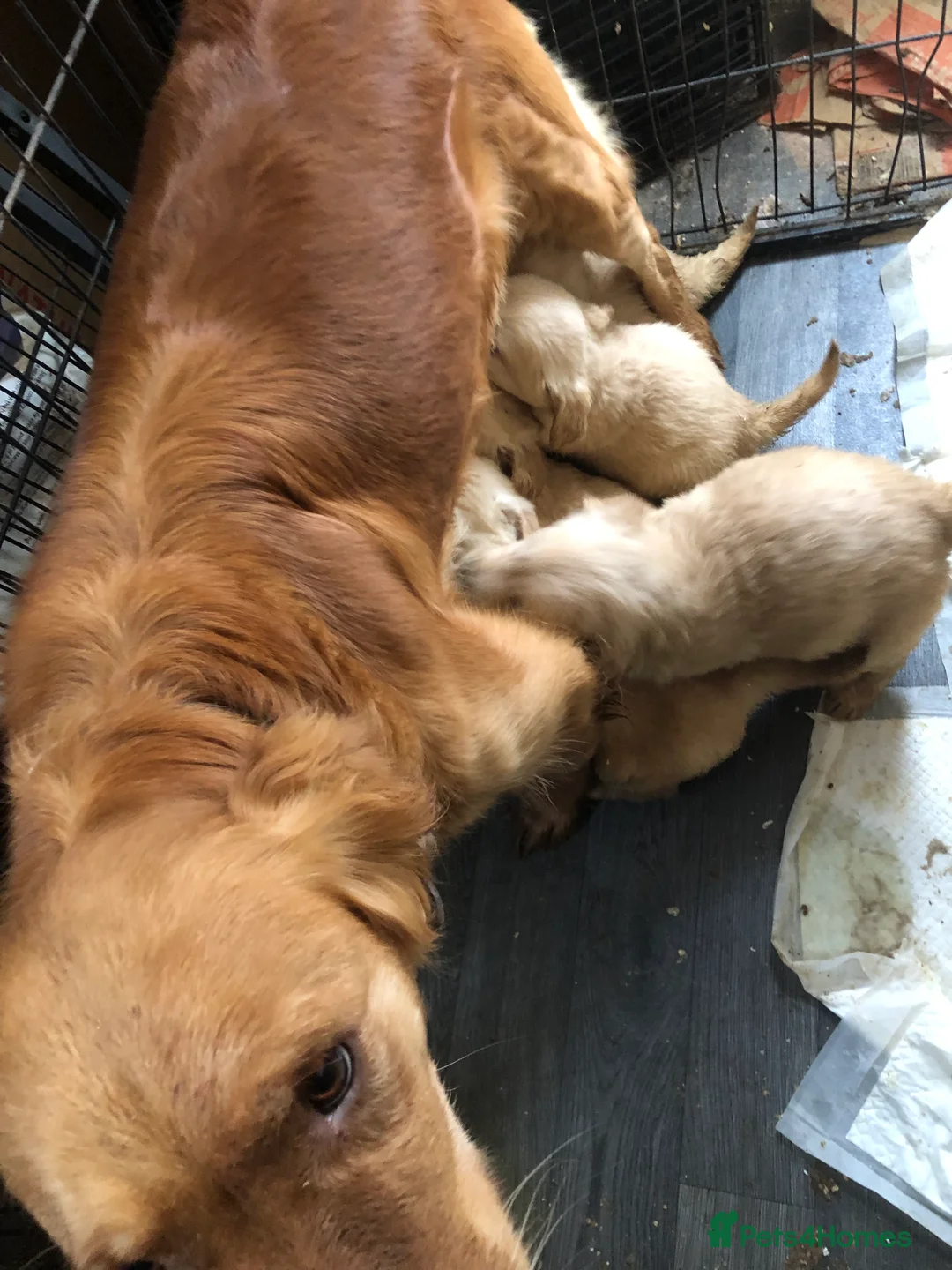 Golden Retriever dogs for sale: Kc health tested. Gold/Red retriever puppies  in Prestatyn - Advert 2