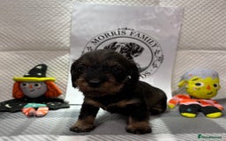 Miniature Dachshund dogs for sale: Stunning miniature wire haired dachshunds  - Image 3