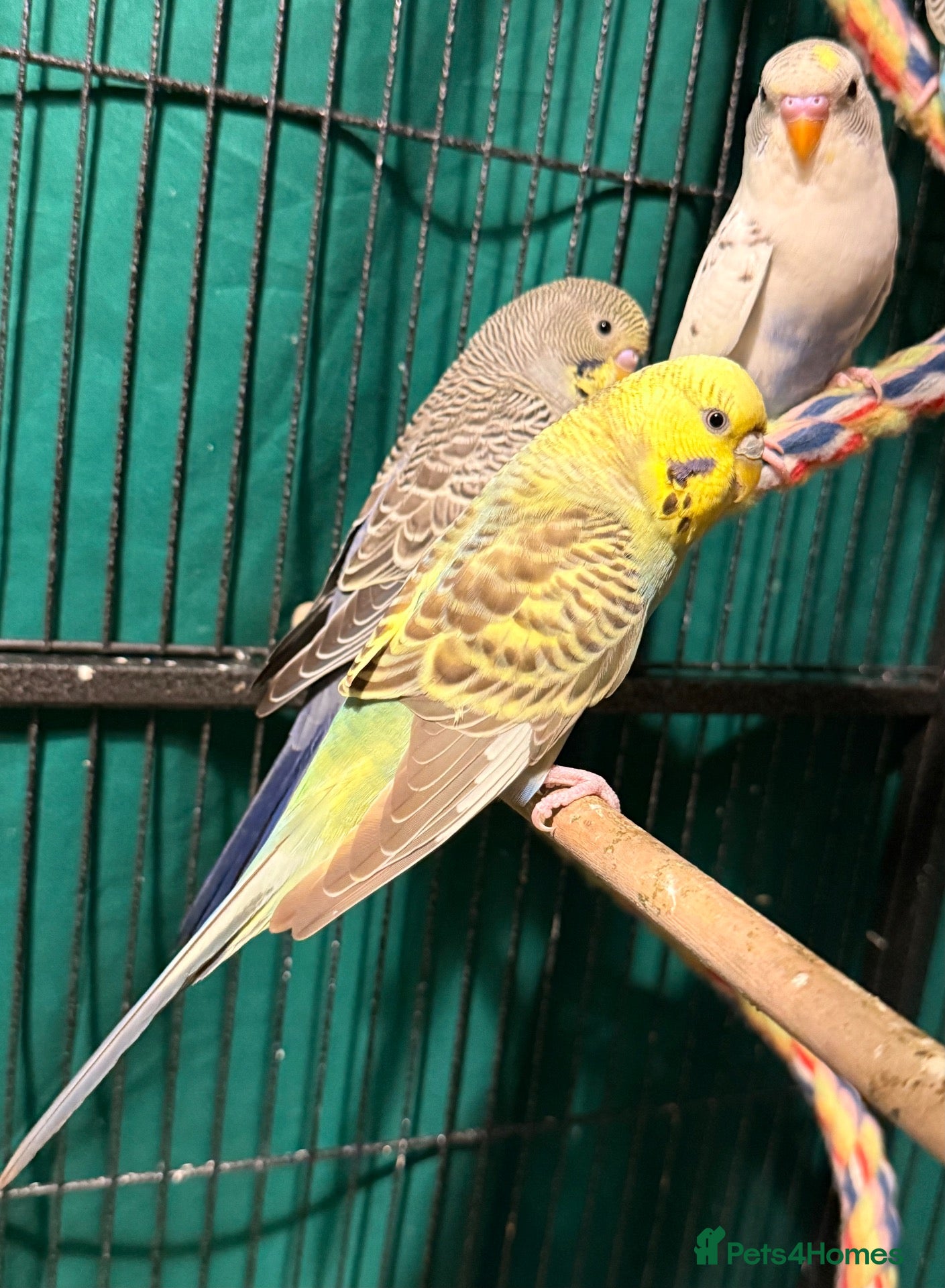 Budgerigars birds Young Budgies 8 to 10 Weeks Old Available  - Advert 2