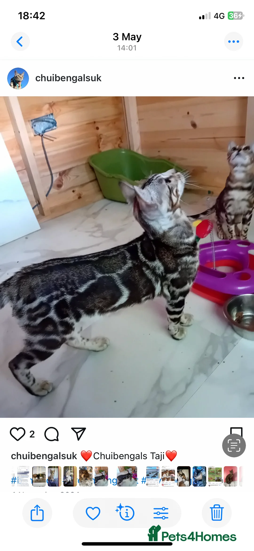 Bengal cats for sale: Silver and Brown Pedigree Bengal Kittens For Sale  - Advert 22