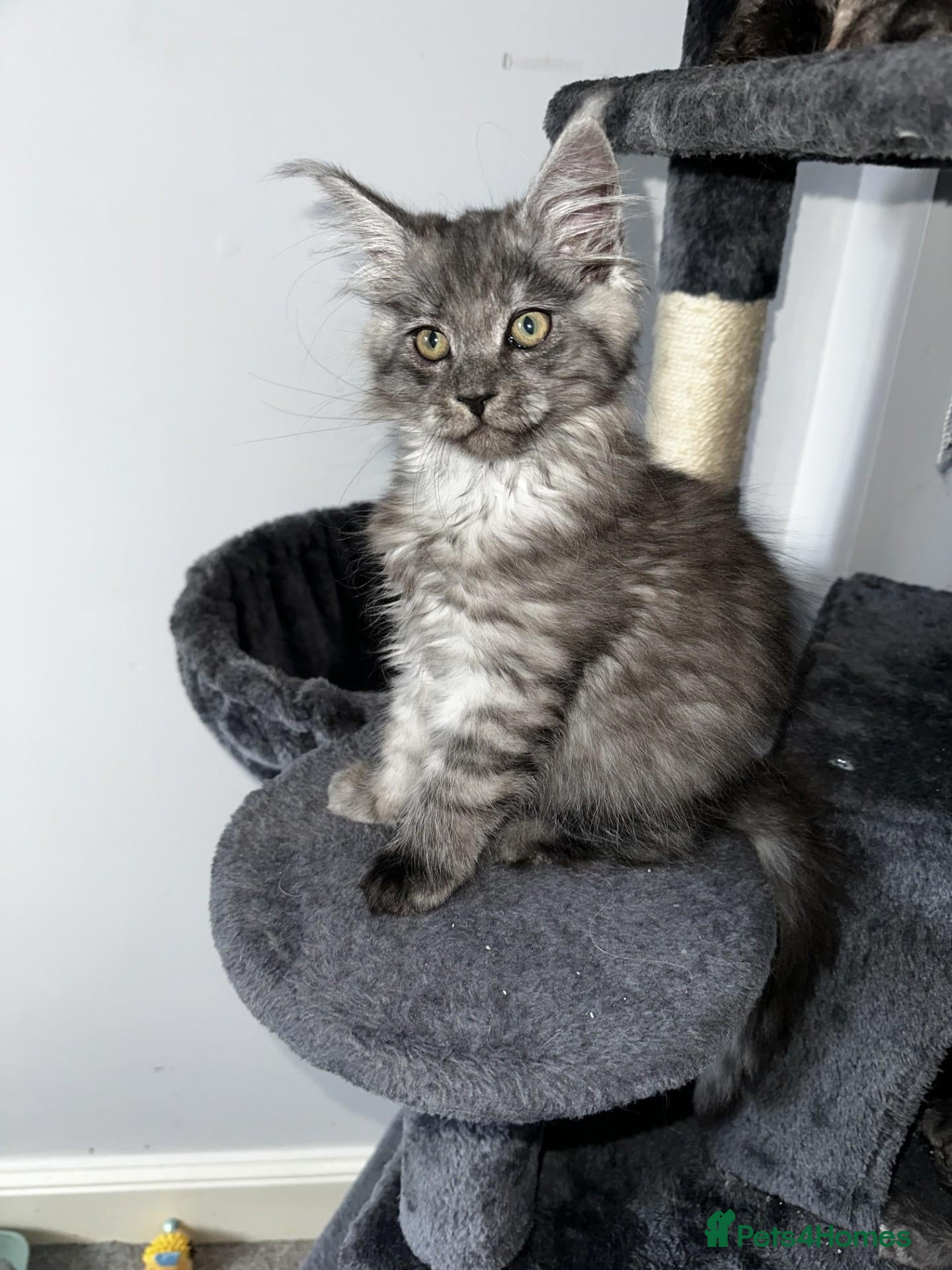 Maine Coon cats for sale: Maine Coon Kittens looking for their forever home - Advert 2