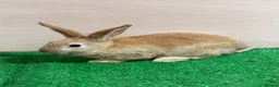 Silver Fox rabbits for sale: Silver Fox X Californian Kits. Does and Bucks - Advert 2