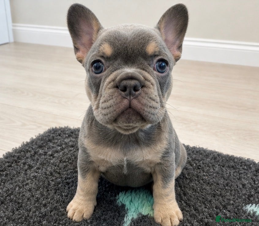 French Bulldog dogs for sale: Last Girl Remaining 🐶  KC Registered ! - Advert 14