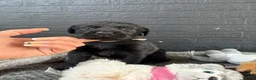 Mixed Breed dogs for sale: 🐾 GORGEOUS LABRADOR ×PRESA CANARIO PUPPIES 🐾 - Advert 8