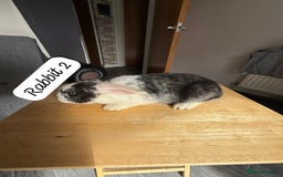 Mixed Breed rabbits for sale: Mixed breed - Image 4