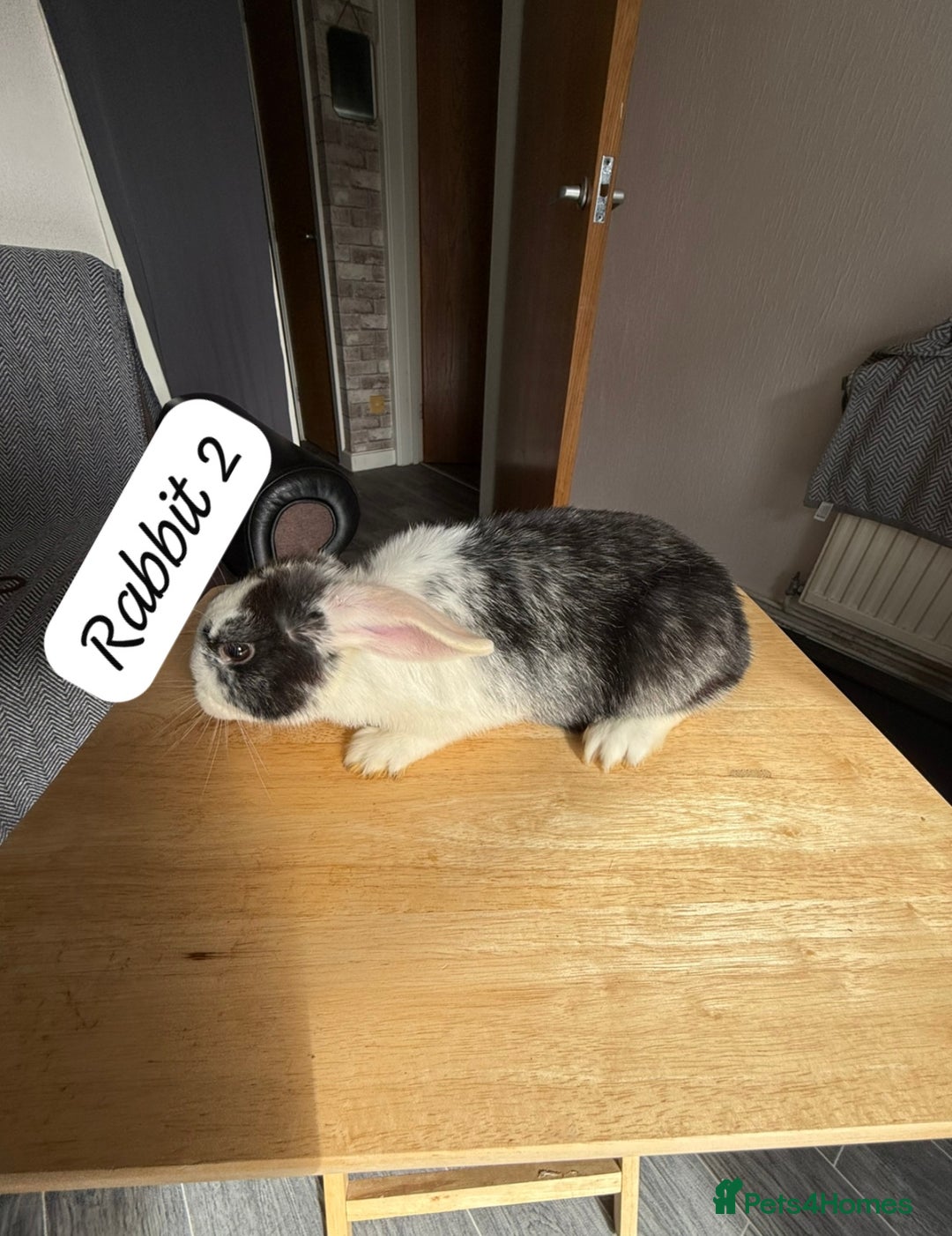Mixed Breed rabbits for sale: Mixed breed - Image 4