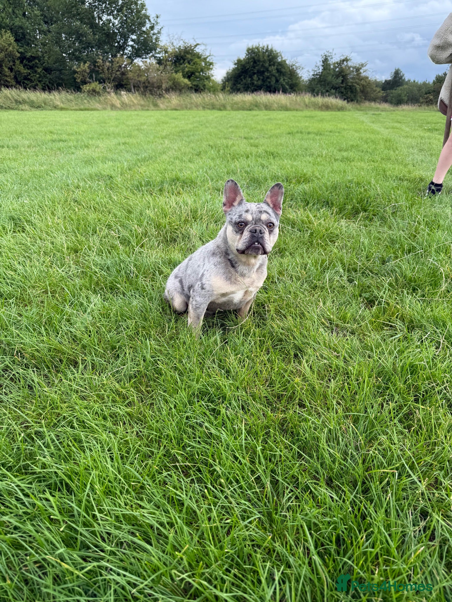 French Bulldog dogs 4 year old male - Advert 13