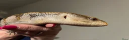Skink reptiles for sale: Blue tongue skink in Tenbury Wells - Advert 4