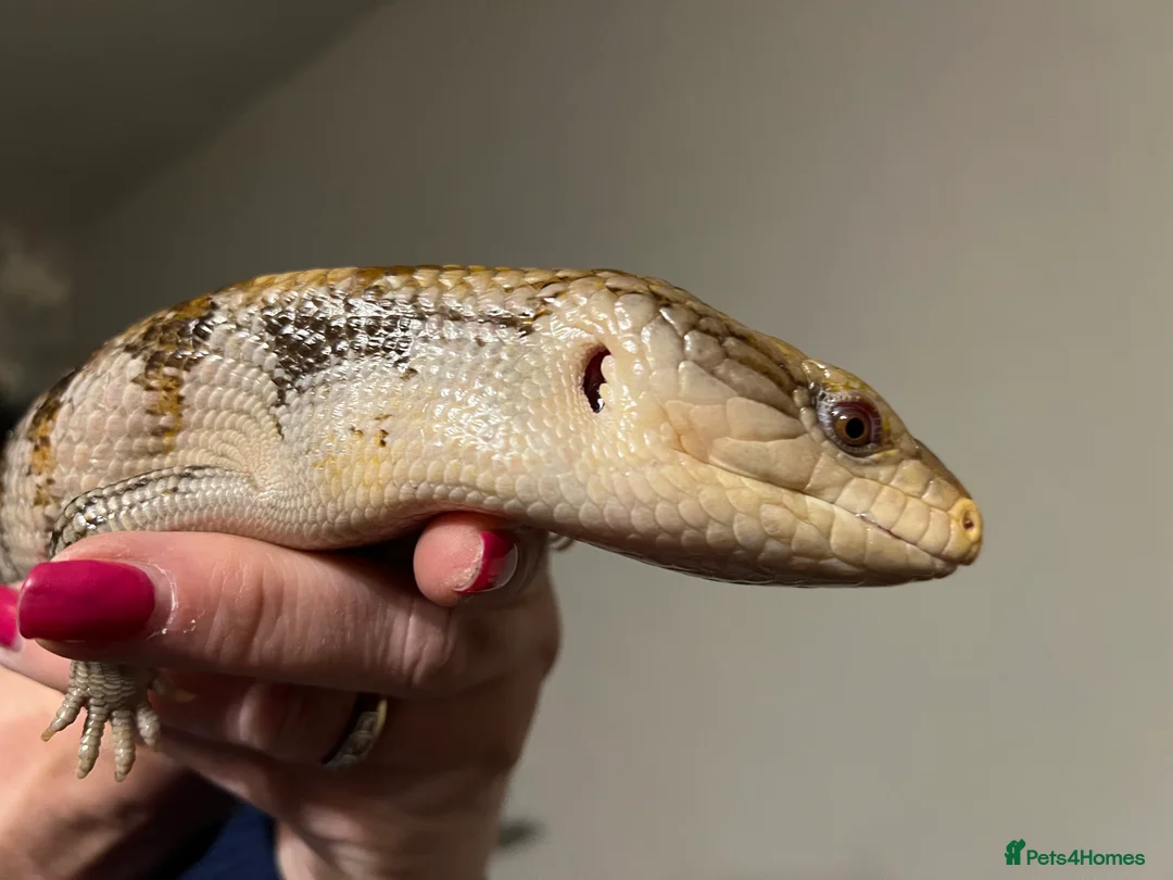 Skink reptiles for sale: Blue tongue skink in Tenbury Wells - Advert 4