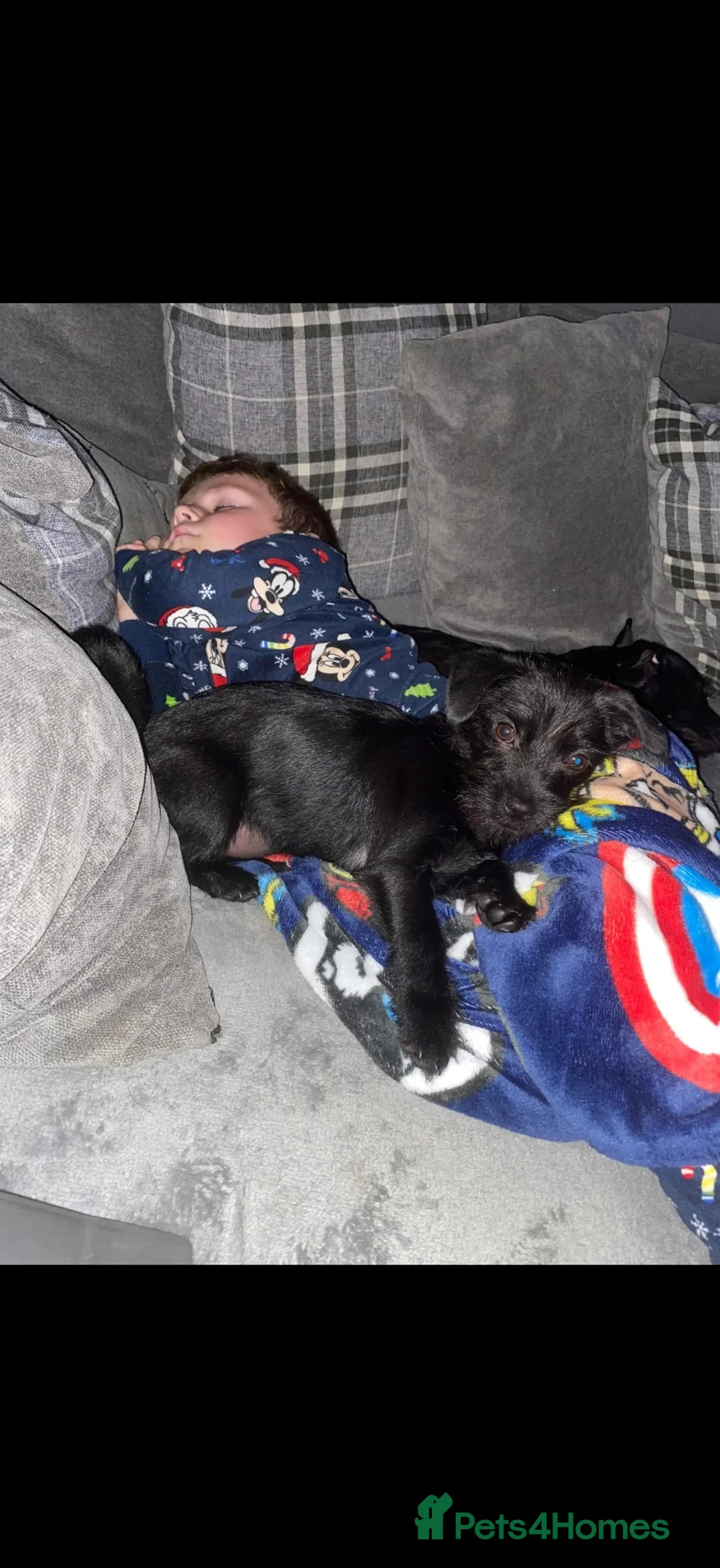 Patterdale Terrier dogs for sale: 2 year old patterdale terrier  - Advert 6