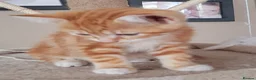 Mixed Breed cats for sale: Rare beautiful ginger tabby girl in Harlow - Advert 19