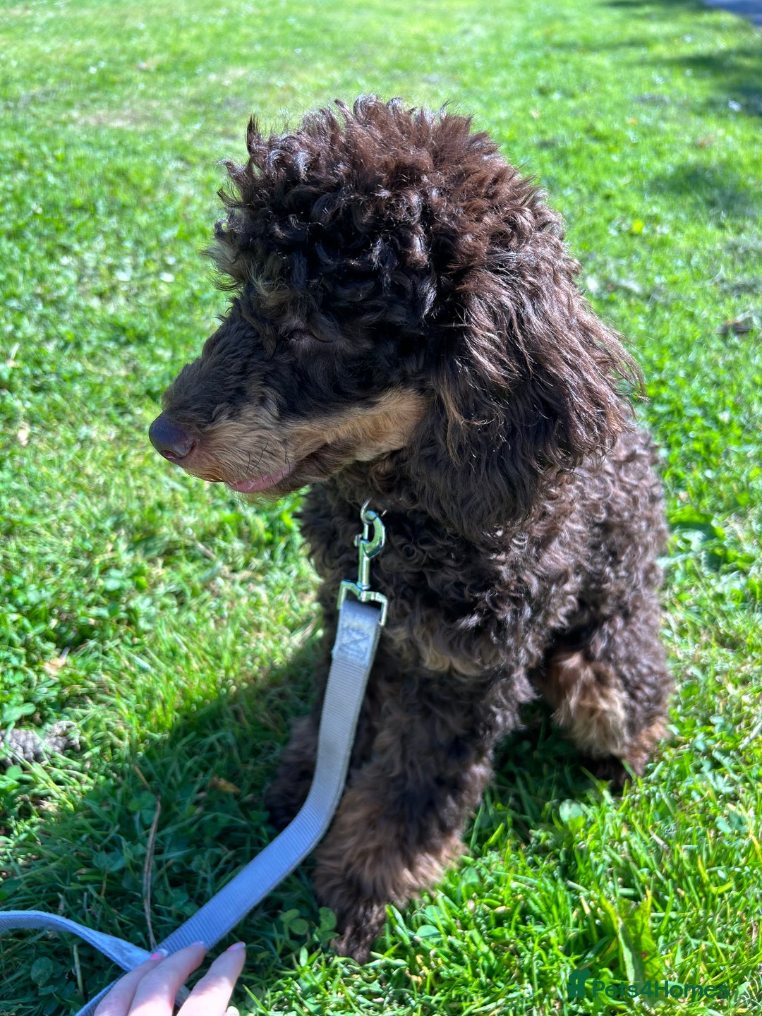 Toy Poodle dogs for stud: Kc registered chocolate phantom toy poodle in Swansea - Advert 2