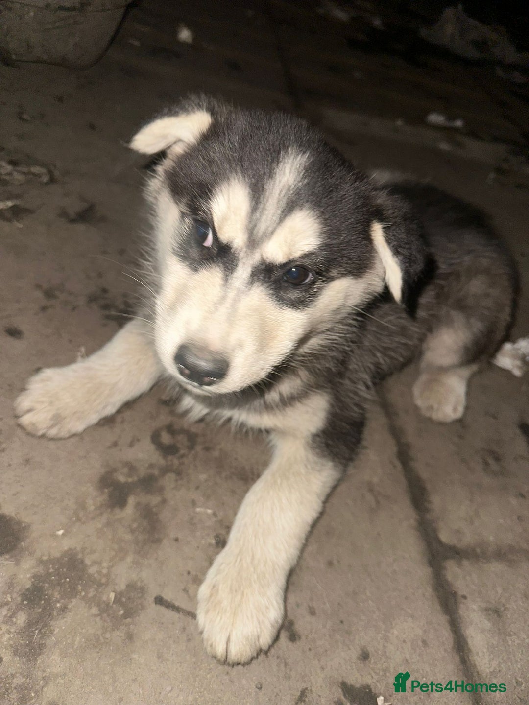 Siberian Husky dogs for sale: Husky puppy's  - Advert 15